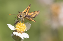 Ocybadistes flavovittata