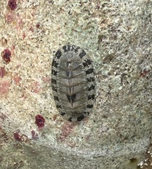 Chiton tuberculatus
