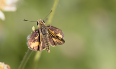 Ocybadistes flavovittata