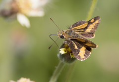 Ocybadistes flavovittata