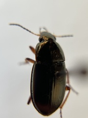 Amara familiaris