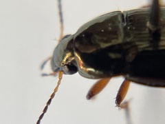Amara familiaris