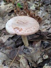 Lactarius uvidus