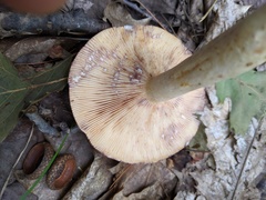 Lactarius uvidus