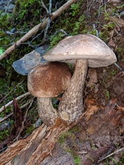 Leccinum snellii