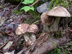 Leccinum snellii