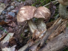 Leccinum snellii