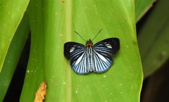 Pythonides lancea