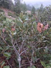 Quercus vacciniifolia
