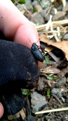 Anisodactylus binotatus