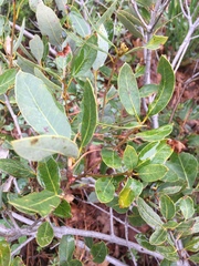 Quercus vacciniifolia