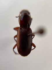 Pterostichus angustus