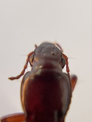 Pterostichus angustus