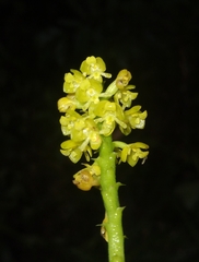 Polystachya boliviensis