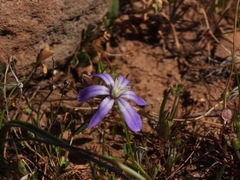 Brodiaea nana