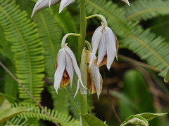 Phaius