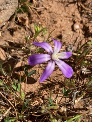 Brodiaea nana