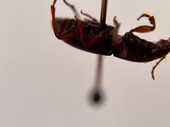 Pterostichus angustus