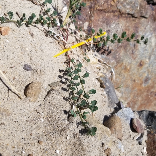 Image of Acmispon prostratus by (c) James C. Davis, some rights reserved (CC BY-SA)