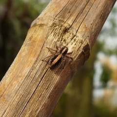 Megafreya sutrix