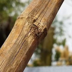 Megafreya sutrix