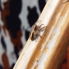 Megafreya sutrix