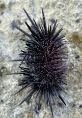 Echinometra lucunter