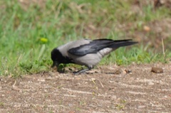 Corvus cornix