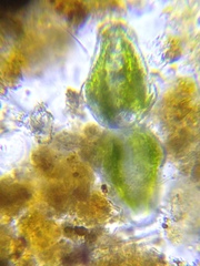 Euastrum ansatum
