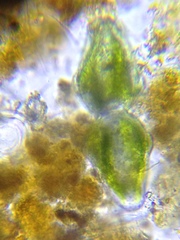 Euastrum ansatum