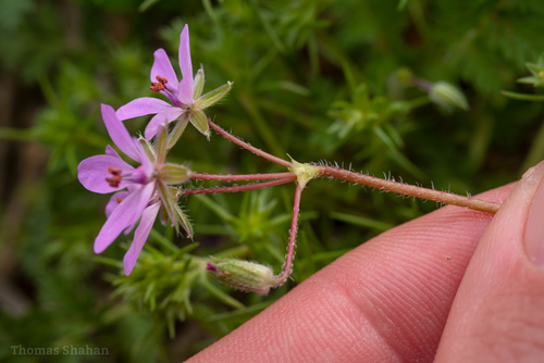 Erodium cicutarium