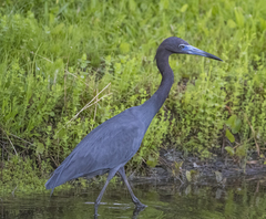 Egretta caerulea