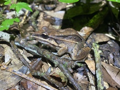 Leptodactylus elenae