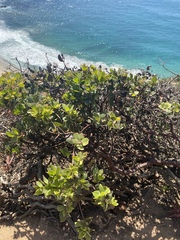 Arctostaphylos tomentosa