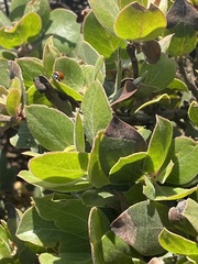 Arctostaphylos tomentosa