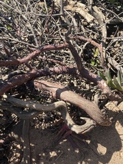 Arctostaphylos tomentosa