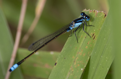 Ischnura heterosticta