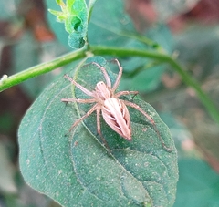 Oxyopes
