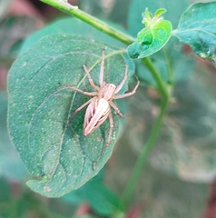 Oxyopes