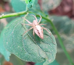 Oxyopes