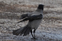 Corvus cornix