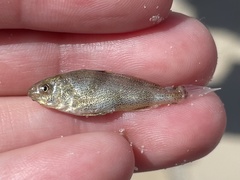 Menticirrhus americanus