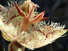 Calochortus tiburonensis