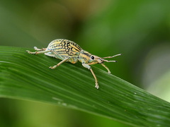 Celebia mundocostata