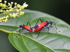 Dindymus sphaerocephalus