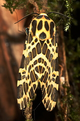 Hypercompe theophila