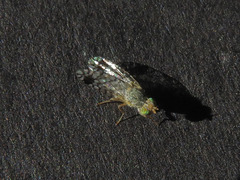 Euarestoides acutangulus