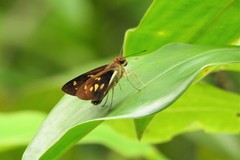 Calpodes longirostris