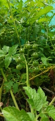 Solanum lycopersicum cerasiforme