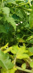 Solanum lycopersicum cerasiforme
